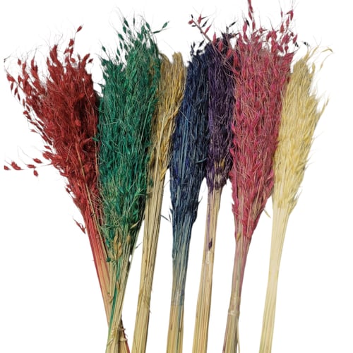 Capim Brinco - Flor Seca Decorativa