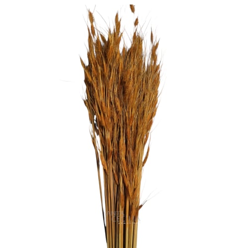 Capim Brinco - Flor Seca Decorativa