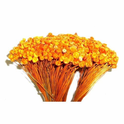 Congonha Laranja - Flor seca para Decoração