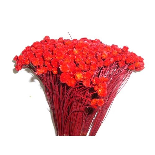 Congonha Vermelho - Flor seca para Decoração