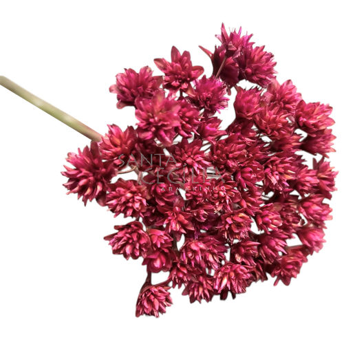 Espeta Nariz  Rosa - Flor Seca para Decoração