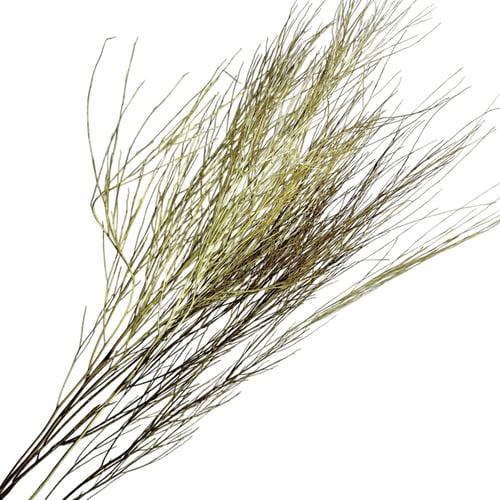 Flor Seca Desidratada - Aspargo Alvejado