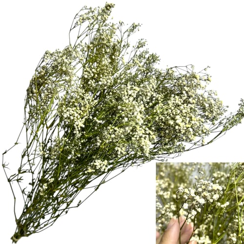 Flor Seca Desidratada - Gypsophila