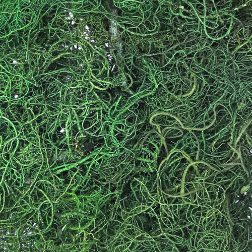 Musgo Barba da Serra Verde 30g