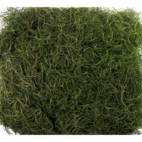 Musgo Barba de Velho 24gr