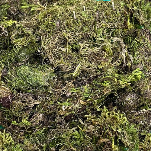 Musgo Barba de Velho 100gr