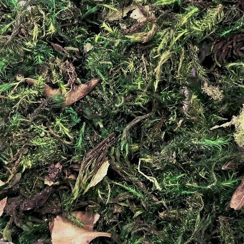 Musgo Chileno 22g