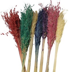 Capim Brinco - Flor Seca Decorativa