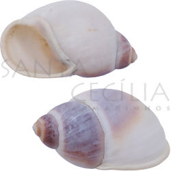 Concha Caramujo 8cm - Kit 2 unid.