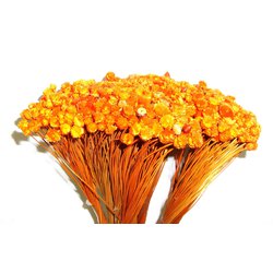 Congonha Laranja - Flor seca para Decoração