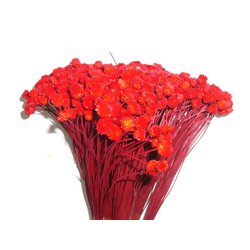 Congonha Vermelho - Flor seca para Decoração