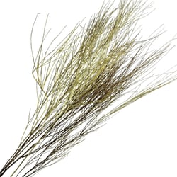 Flor Seca Desidratada - Aspargo Alvejado