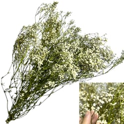 Flor Seca Desidratada - Gypsophila