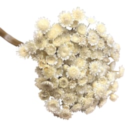 Flor Seca Desidratada - Margarida