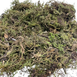 Musgo 400g