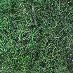 Musgo Barba da Serra Verde 30g