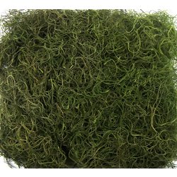Musgo Barba de Velho 24gr