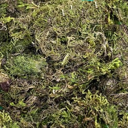 Musgo Barba de Velho 100gr