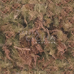 Musgo Sphagnum - 30g