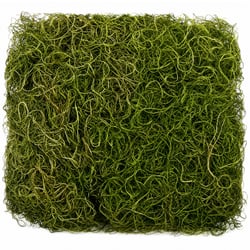 Kit Musgo Barba de Velho 24g 10 unid.