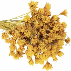 Espeta Nariz  Amarelo - Flor Seca para Decoração