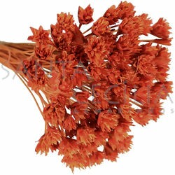 Espeta Nariz  Laranja - Flor Seca para Decoração