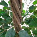 Árvore Artificial Ficus 1,5m Ref. 8409