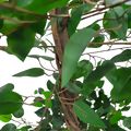 Árvore Artificial Ficus 1,5m Ref. 8409
