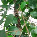 Árvore Artificial Ficus 1,8m Ref. 8409B