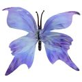 Borboleta Decorativa 10 unid. Ref. 6208 Diversas Cores Cor:Azul/lilás