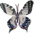 Borboleta Decorativa 10 unid. Ref. 6208 Diversas Cores Cor:Branco/Preto/Azul