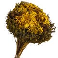 Buquê de Flores Secas - Hortênsia Cor:Amarelo