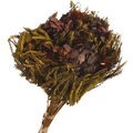 Buquê de Flores Secas - Hortênsia Cor:Marrom