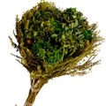 Buquê de Flores Secas - Hortênsia Cor:Verde Escuro