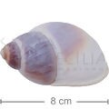Concha Caramujo 8cm - Kit 2 unid.