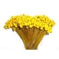 Congonha Amarelo - Flor seca para Decoração