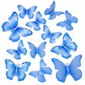 Borboleta Decorativa 12 unid. Ref. T-13 Cor:Azul