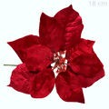 Flor Bico de Papagaio em Veludo Vermelho XY16-288