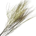 Flor Seca Desidratada - Aspargo Alvejado
