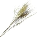 Flor Seca Desidratada - Aspargo Alvejado