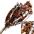 Flor Seca Desidratada - Chuvisco