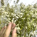 Flor Seca Desidratada - Gypsophila