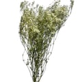Flor Seca Desidratada - Gypsophila