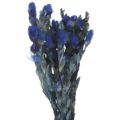 flor-marapuama-azul-md