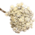 Flor Seca Desidratada - Margarida