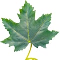 Folhagem Artificial Bordo Ref. Gd - 02