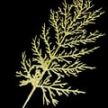 Galho Decorativo Pinheiro Glitter Ouro Ref. 4955