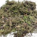 Musgo 400g