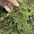 Musgo Barba de Velho 100gr