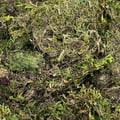 Musgo Barba de Velho 100gr